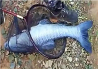 《水庫釣魚視頻》 釣友水庫手竿釣獲大青魚