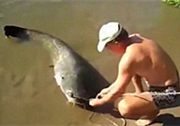 《水庫釣魚視頻》 男子手把線收獲巨型鯰魚