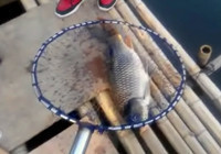 《水庫釣魚視頻》 釣魚老手軟竿細線擒獲大鯉魚