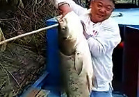 《水庫釣魚視頻》 水庫野釣擒獲40斤大鰱鳙魚