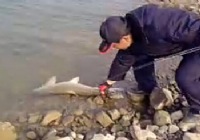 《水庫釣魚視頻》大叔冬季水庫釣魚意外釣獲大草魚