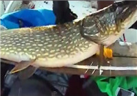 《水庫釣魚視頻》 男子夏季水庫釣獲米級狗魚