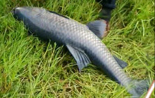 《水庫釣魚視頻》 男子冒雨拋竿釣獲30斤青魚