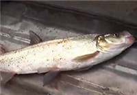 《水庫釣魚視頻》 水庫深水釣到大翹嘴魚