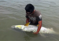 《水庫釣魚視頻》 男子在水庫成功釣獲大鳡魚