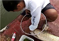 《水庫釣魚視頻》 男子水庫釣魚擒獲大草魚