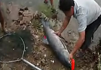 《水庫釣魚視頻》 水庫成功釣獲89斤大青魚