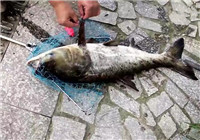《水庫釣魚視頻》 夏季男子水庫釣獲大鰱鳙魚