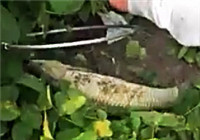《水庫釣魚視頻》 春季魚塘作釣收獲大草魚