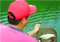 《水庫釣魚視頻》 男子水庫手竿釣獲大板鯽