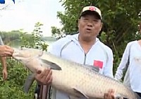 《水庫釣魚視頻》王桂龍水庫釣大青魚