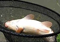 《水庫釣魚視頻》四米五手竿水庫擒獲七斤大鯉魚