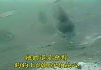 《水庫釣魚視頻》水庫釣魚水底探秘
