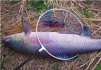 《水庫釣魚視頻》 釣魚高手水庫海竿釣獲大青魚