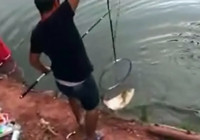 《水庫釣魚視頻》 男子夏季水庫臺釣鰱鳙魚