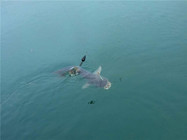 《水庫釣魚視頻》 浮釣鰱鳙魚歡樂多