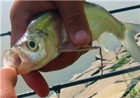 《闖江湖王澤歧》 第5集 山地水庫探釣釣獲多種魚