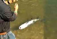 《水庫釣魚視頻》水庫手竿釣大青魚