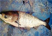《水庫釣魚視頻》 男子水庫手竿作釣擒大頭魚