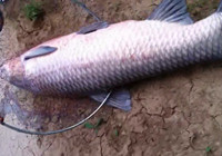 《水庫釣魚視頻》 男子盛夏季節釣獲42斤大青魚