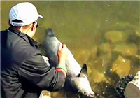 《水庫釣魚視頻》 春季男子水庫手竿擒獲大青魚