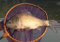 《水庫釣魚視頻》釣魚大師看漂抓口遛魚視頻合輯（4）