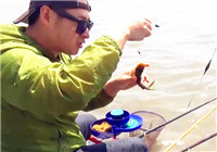 《闖江湖王澤岐》第28期 大岐不怕大風浪 堅持水庫戰黃顙魚