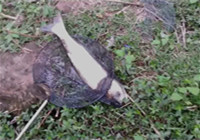 《水庫釣魚視頻》 男子海竿水庫作釣獲鰱魚