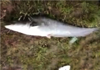 《水庫釣魚視頻》 男子水庫釣獲超大鯰魚