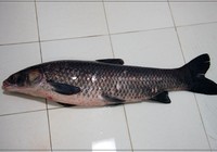 《水庫釣魚視頻》釣友手竿水庫釣獲大青魚