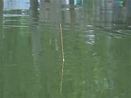 釣魚之家一葦浮漂L002實戰篇
