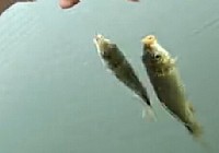 《游釣江湖》第9集 垂釣清十水庫