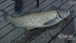 《游釣江湖》第二季 第33集 邂逅十幾斤大青魚