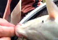 《游釣江湖》第30集 垂釣巴中黑河灣
