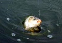 《魚餌配制視頻》開制釣鯽魚散炮窩料的技巧