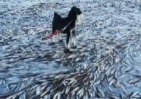 《釣魚視頻》挪威速凍魚大潮來襲