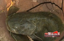 《釣魚視頻》第4集 王寶華獲云南站野釣王