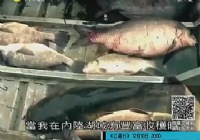 《釣魚視頻》美國中西部釣魚視頻