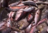 《釣魚視頻》海底網魚