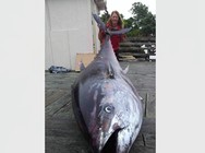 《釣魚視頻》釣獲800斤重藍旗金槍魚