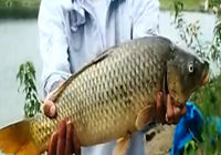 《釣魚視頻》援美獵鯉行 第6集