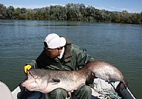 《釣魚視頻》西班牙埃布羅河釣大鯰魚視頻