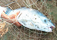 《職場漁樂圈》 湖北武漢探釣大青魚