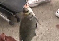 《職場漁樂圈》第706期