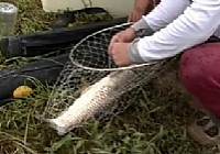《職場漁樂圈》王桂龍武漢垂釣大草魚
