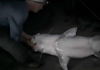 《河中巨怪》第六季 第4集 吞人大魚