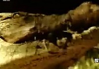 《河中巨怪》第一季 第7集 淡水鯊