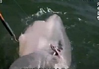 《河中巨怪》第二季 第7集 匿蹤殺手