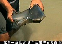《河中巨怪》第四季 第5集 婆羅洲河鯊
