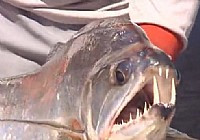 《荒野垂釣》第12集 巴西烏拉瑞克拉河
